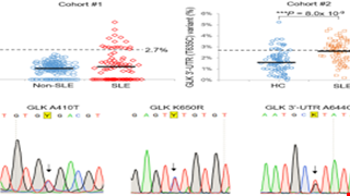 Genomic sequencing and functional analyses identify MAP4K3/GLK germline and somatic variants associated with systemic lupus erythematosus img