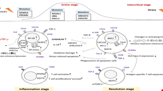 Assessing the Immune Cell Subset and Genetic Mutations in Patients With Palindromic Rheumatism Seronegative for Rheumatoid Factor and Anti-Cyclic Citrullinated Peptide img